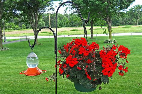 Where to Hang Hummingbirds Feeders - Placement Tips