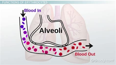 Erythrocytes | Function, Characteristics & Location - Lesson | Study.com