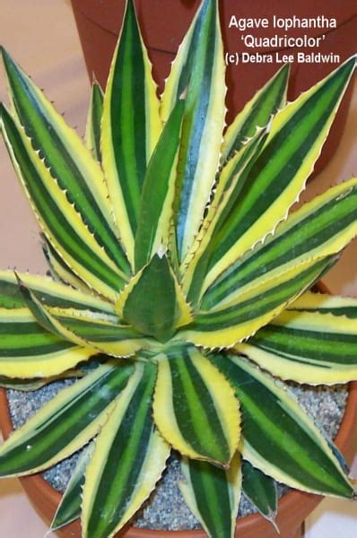 Agave Uses, Photos, IDs, Varieties | Debra Lee Baldwin, Succulent Expert