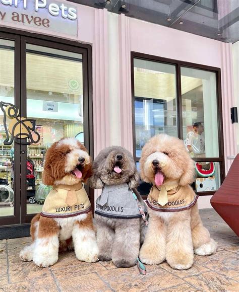 These Giant Poodles Have Found A New Home With Their Celebrity Parents ...