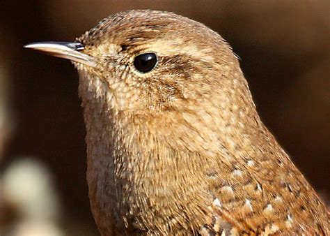 A Winter Wren in Van Saun Park - 10,000 Birds