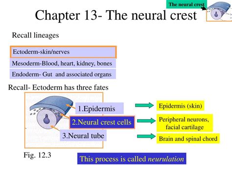 PPT - Chapter 13- The neural crest PowerPoint Presentation, free ...