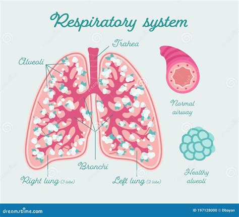 Patient-friendly Floral Scheme of Healthy Human Lungs. Structure of Lungs - Hand Drawn Medical ...