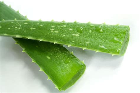 aloe, spa, green, cosmetics, cosmetology, sheet, on white, health ...