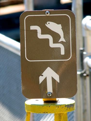 Fish Ladder | A sign pointing towards the fish ladder at the… | Flickr