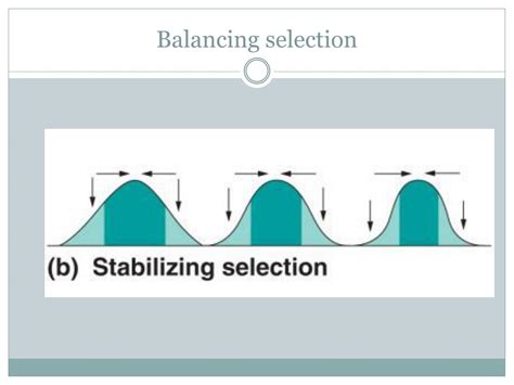 PPT - 5.5 Variation and Evolution PowerPoint Presentation, free download - ID:2244643