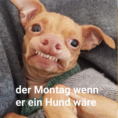 Montag lustig witzig Sprüche Bild Bilder. Wenn der Montag ein Hund wäre | Funny animal memes ...