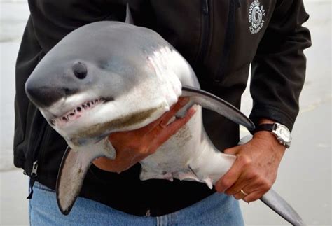 Pin by patrick loveland on Sharkbunny | Baby animals, Baby great white shark, Great white shark