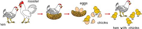 Chicken Life Cycle With Titles Stages Of Chicken Growth From Egg To ...