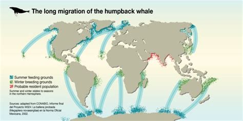 The long migration of the Humpback Whale | GRID-Arendal