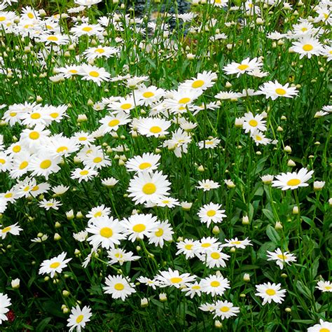 Leucanthemum 'May Queen' - margaréta | SlovenskeTrvalky.sk