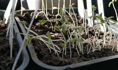 Why Are My Tomato Seedlings Leggy? - Backyard Gardeners Network