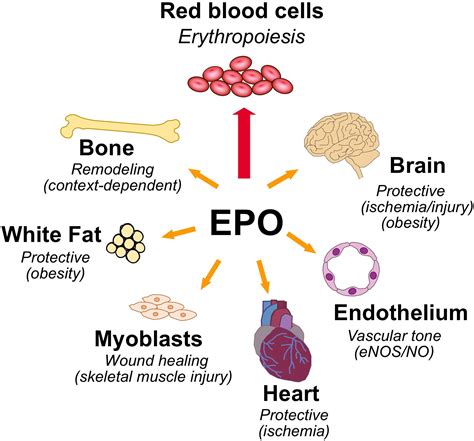 Frontiers | The Many Facets of Erythropoietin Physiologic and Metabolic Response