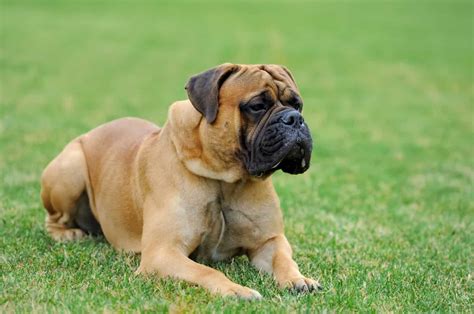 English Mastiff Growth Chart - How Big Do They Get?