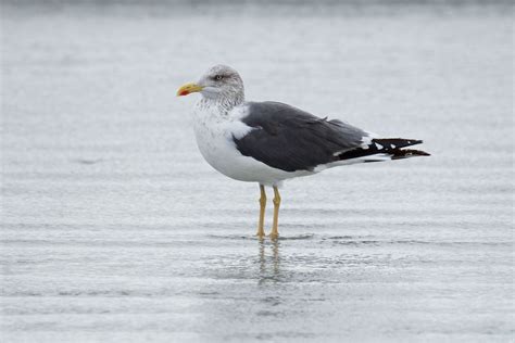 Lesser Black-backed Gull | Audubon Field Guide