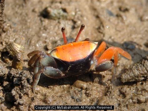 Borneo Fiddler Crabs, Sabah, Malaysia/fiddler-crab-dsc00057