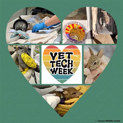 National Veterinary Technician Week - Tucson Wildlife Center