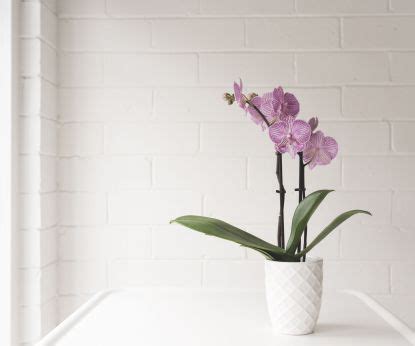 How to get an orchid to rebloom: expert tips for healthy growth | Homes ...