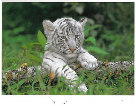 🔥 [83+] White Tiger Cubs Wallpapers | WallpaperSafari