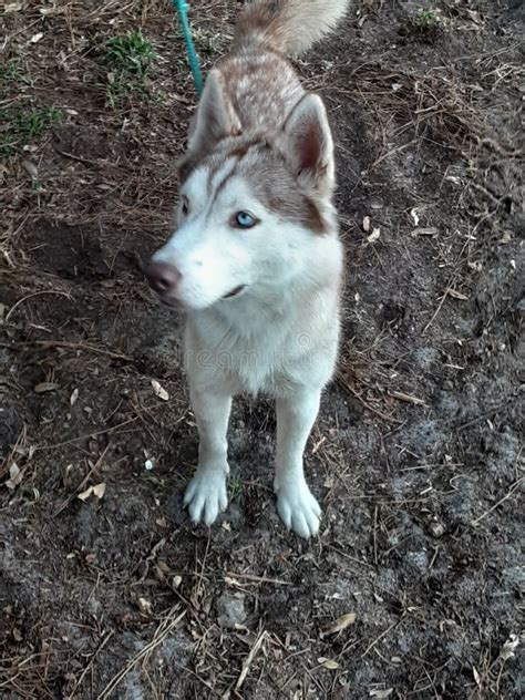 Dogs Huskies Blue Eye N Half Blue N Brown Eye Stock Photo - Image of ...