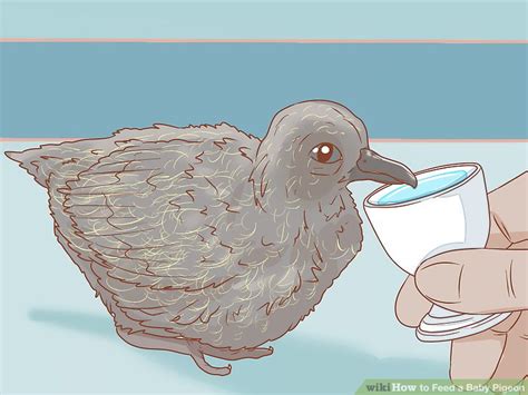 Easy Ways to Feed a Baby Pigeon: 12 Steps (with Pictures)