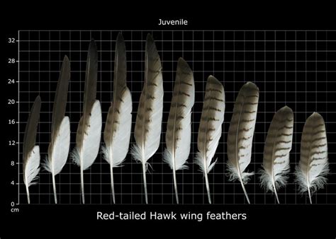 -Feather Identification - Red-tailed Hawk Wing Feathers - Pinned by The ...