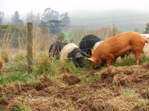 Leven River Farm: Tamworth Pigs