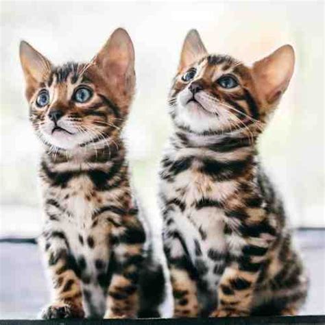 Bengal Cats For Adoption Near You - Rehome Adopt a Bengal Cat or Kitten