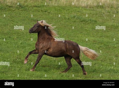 black forest horse Stock Photo - Alamy