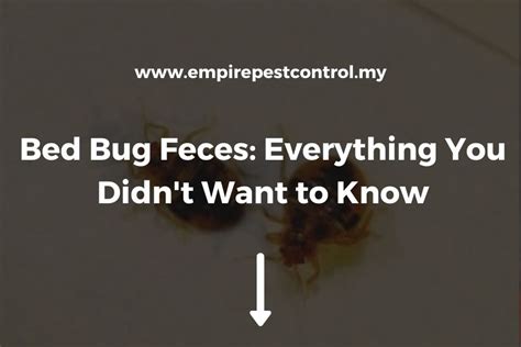 Bed Bug Feces: Everything You Didn't Want to Know About It