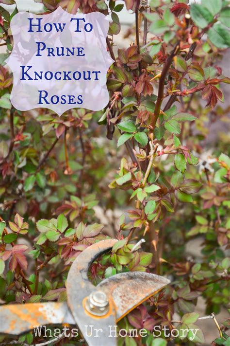 Pruning Knockout Roses | Whats Ur Home Story