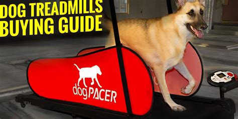 7 Best Dog Treadmills – Brands, Training, Buying Guide, Reviews & FAQs