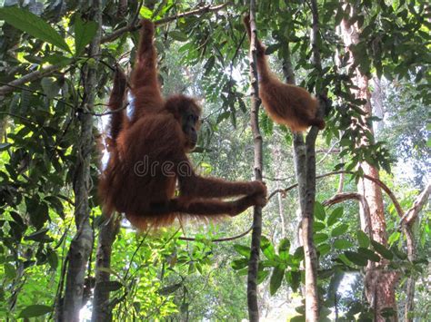 OrangUtan from North Sumatera Forest Part 2 Stock Image - Image of wildlife, short: 272893345