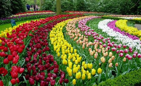 Tham dự Lễ Hội Hoa Tulip lớn nhất thế giới ở Keukenhof, Hà Lan