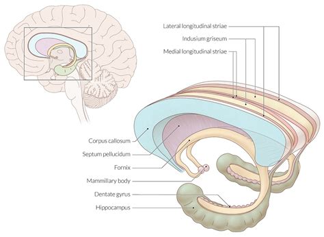 Thalamus Anatomy