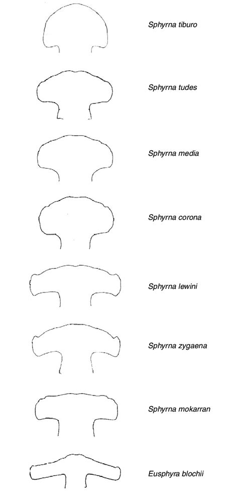 Head morphology of the eight species within the family Sphyrnidae... | Download Scientific Diagram