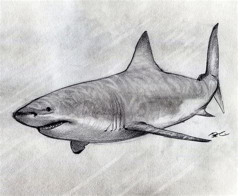 how to draw a shark realistic - Anjelica Stanfield