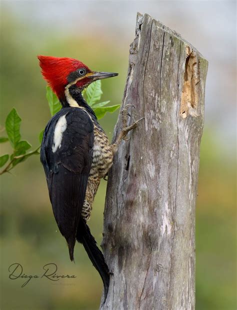 Carpintero Real/Lineated Woodpecker/Dryocopus lineatus – #OneBirdPerDay ...