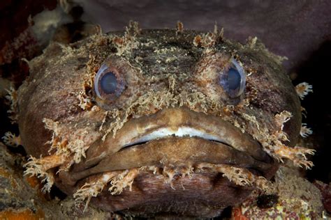 Large Eye Toadfish - Bocas Del Toro, Panama | James Scott | Flickr