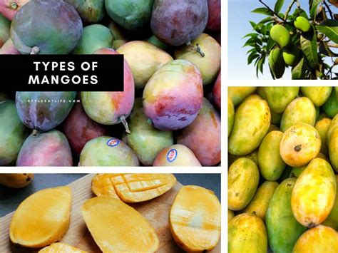 Types of Aam: 20 List of Most Popular Mango Varieties in the World