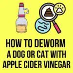 How to Deworm a Dog or Cat With Apple Cider Vinegar? - Oxford Pets