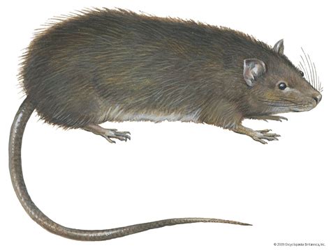 Bandicoot rat | Rodent Behavior & Adaptations | Britannica