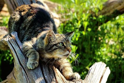 Scotland Has a Native Wildcat Species that Faces Extinction