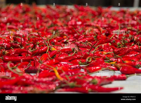 Red chili pepper in Dragon Backbone Rice Terraces. China Stock Photo - Alamy