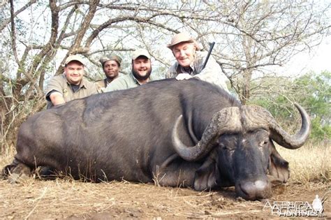 Cape Buffalo Hunting | AfricaHunting.com