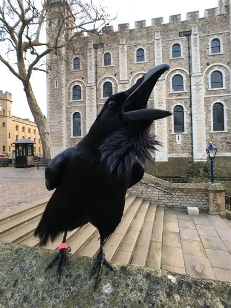 Tower of London's 'Queen' raven feared dead as legend warns 'Kingdom will fall' - Mirror Online