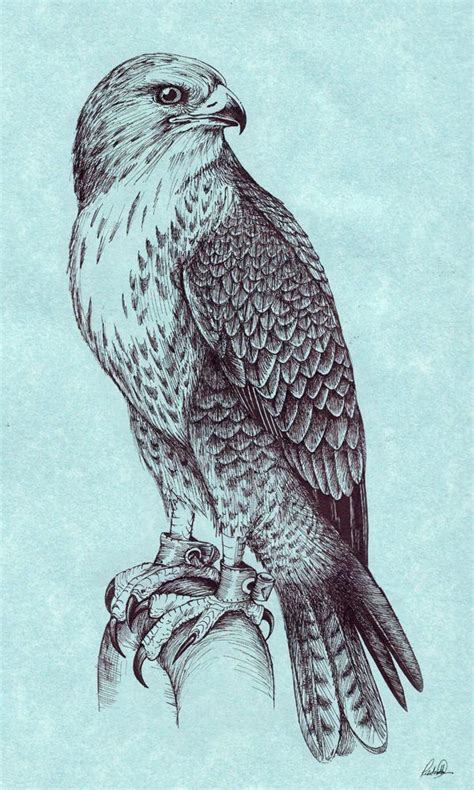 Pin by anna terblanche on hawk tattoos | Hawk tattoo, Falcon art, Bird drawings