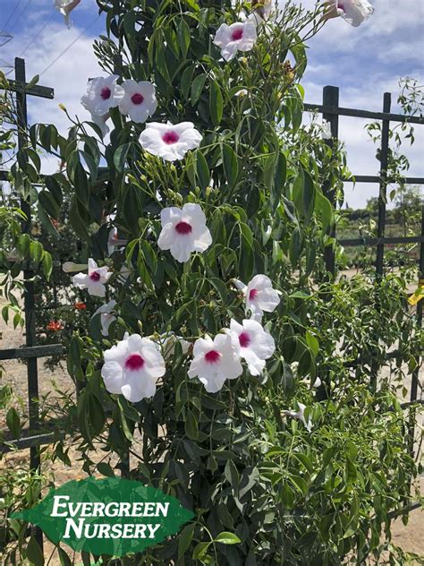 Pandorea jasminoides Variegated Bower Vine Pint Plant FREE SHIPPING Outdoor & Gardening Home ...