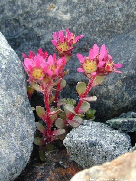 Alpine Tundra Animals And Plants