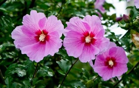 Rose of Sharon - national flower of South Korea. | Rose of sharon, Flowers, Hibiscus